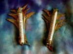 Jewelry Judaica